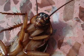 Des insectes nuisibles dans vos locaux au Havre ? Appelez un expert !