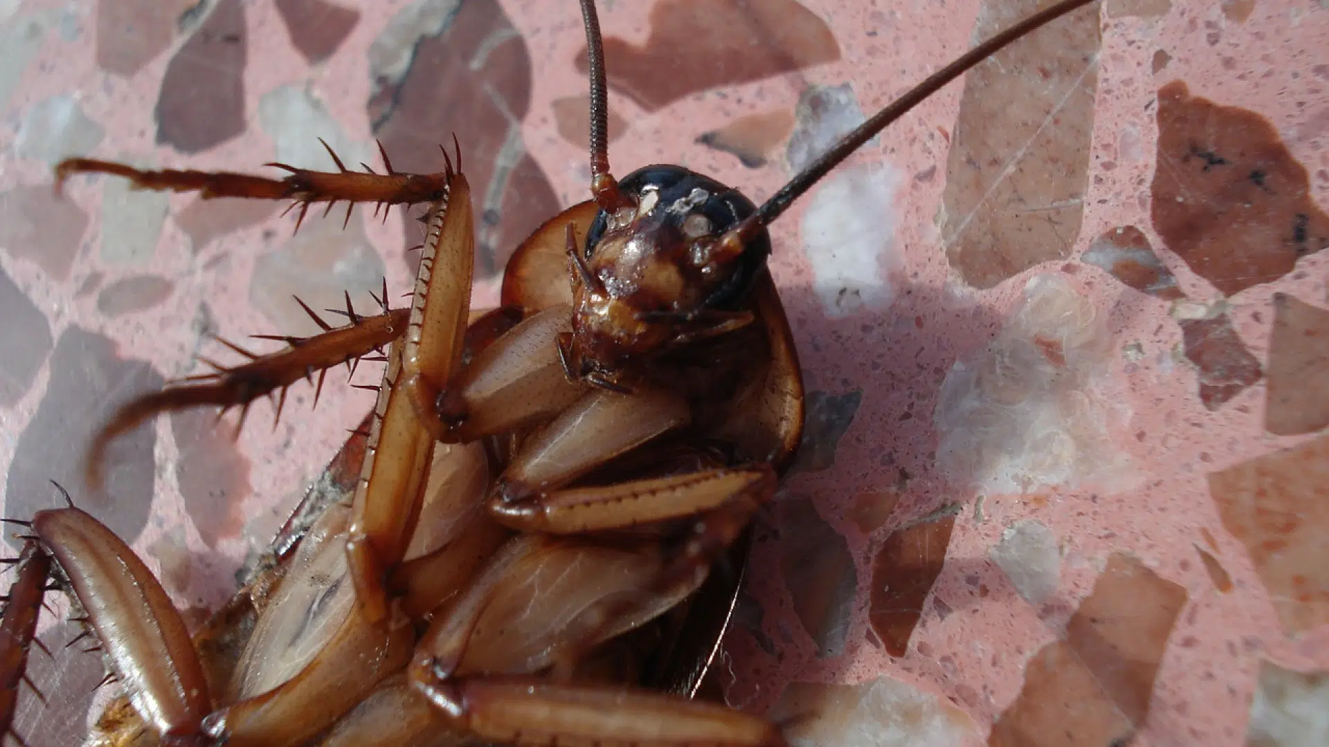 Des insectes nuisibles dans vos locaux au Havre ? Appelez un expert !